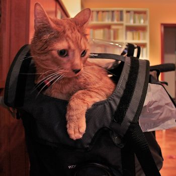 Foto del gato Montu pasea su felina rebeldía en la bolsa Doggy de Rixen Kaul