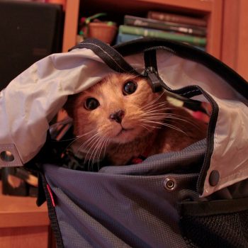 Foto del gato Montu pasea su felina rebeldía en la bolsa Doggy de Rixen Kaul
